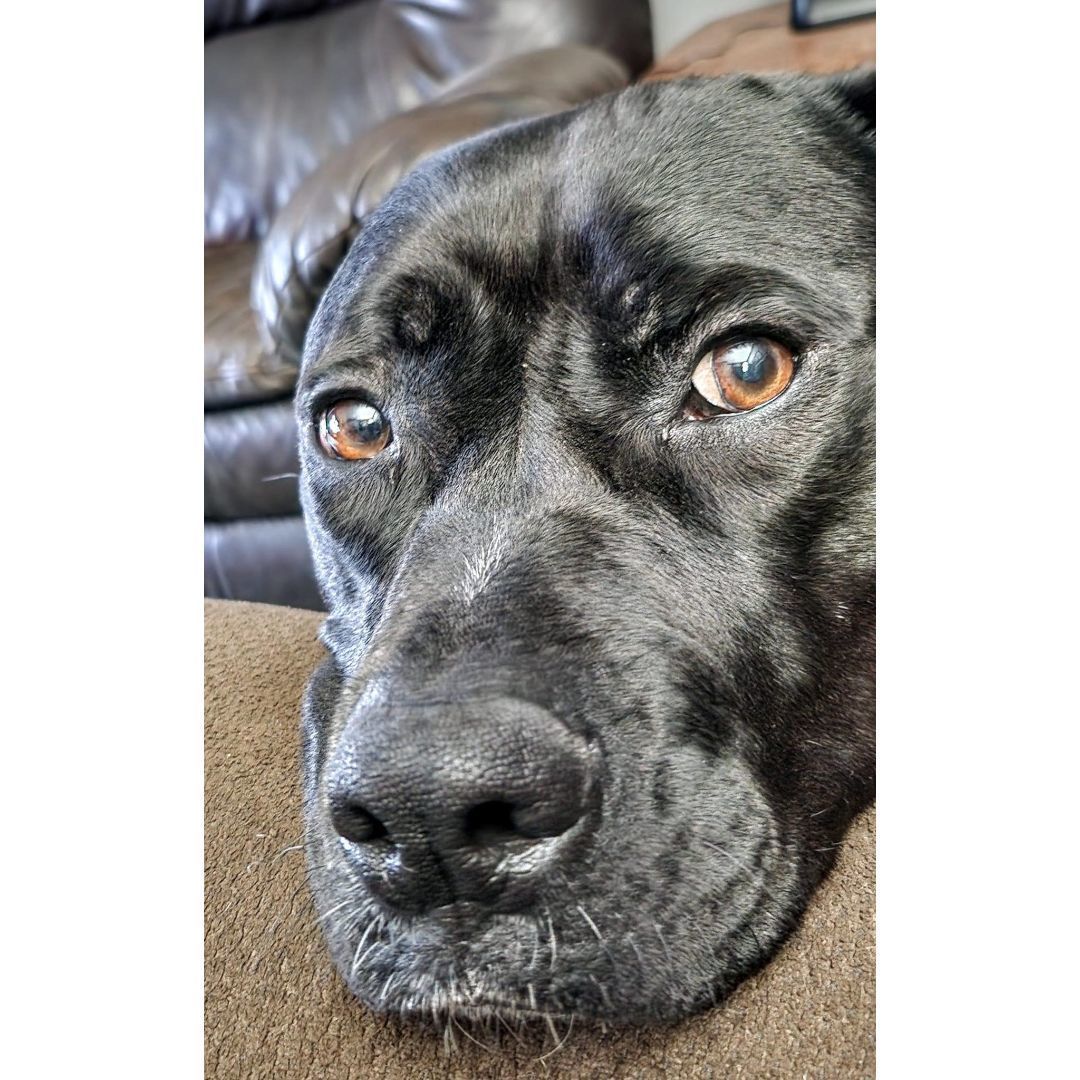 Max, an adoptable Boxer, Labrador Retriever in Rochester, NY, 14609 | Photo Image 3