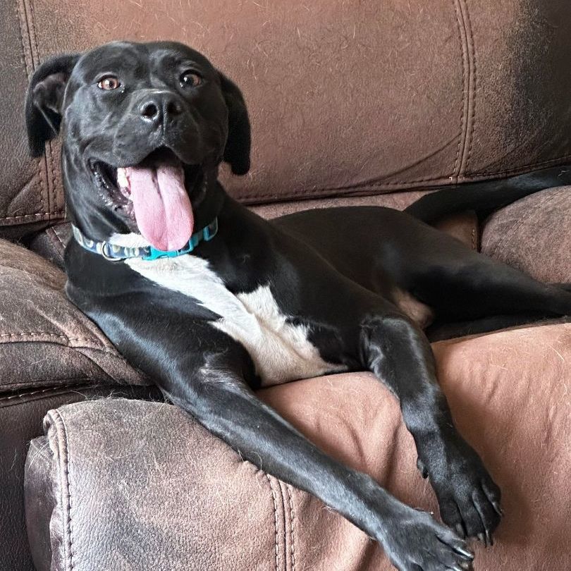 Max, an adoptable Boxer, Labrador Retriever in Rochester, NY, 14609 | Photo Image 4