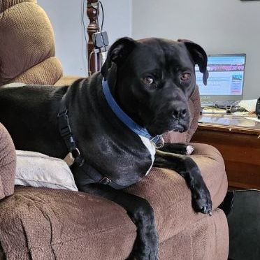 Max, an adoptable Boxer, Labrador Retriever in Rochester, NY, 14609 | Photo Image 1