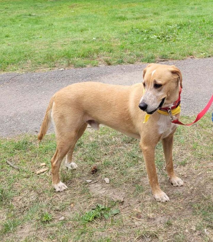 Max, an adoptable Labrador Retriever Mix in Brunswick, ME_image-2