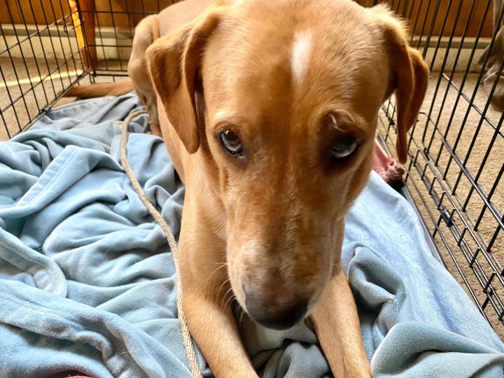 Max, an adoptable Labrador Retriever Mix in Brunswick, ME_image-5