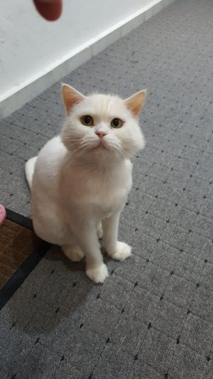 Dodo White Kuwaiti Purrsian