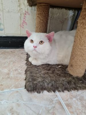 Tamino White Kuwaiti Purrsian