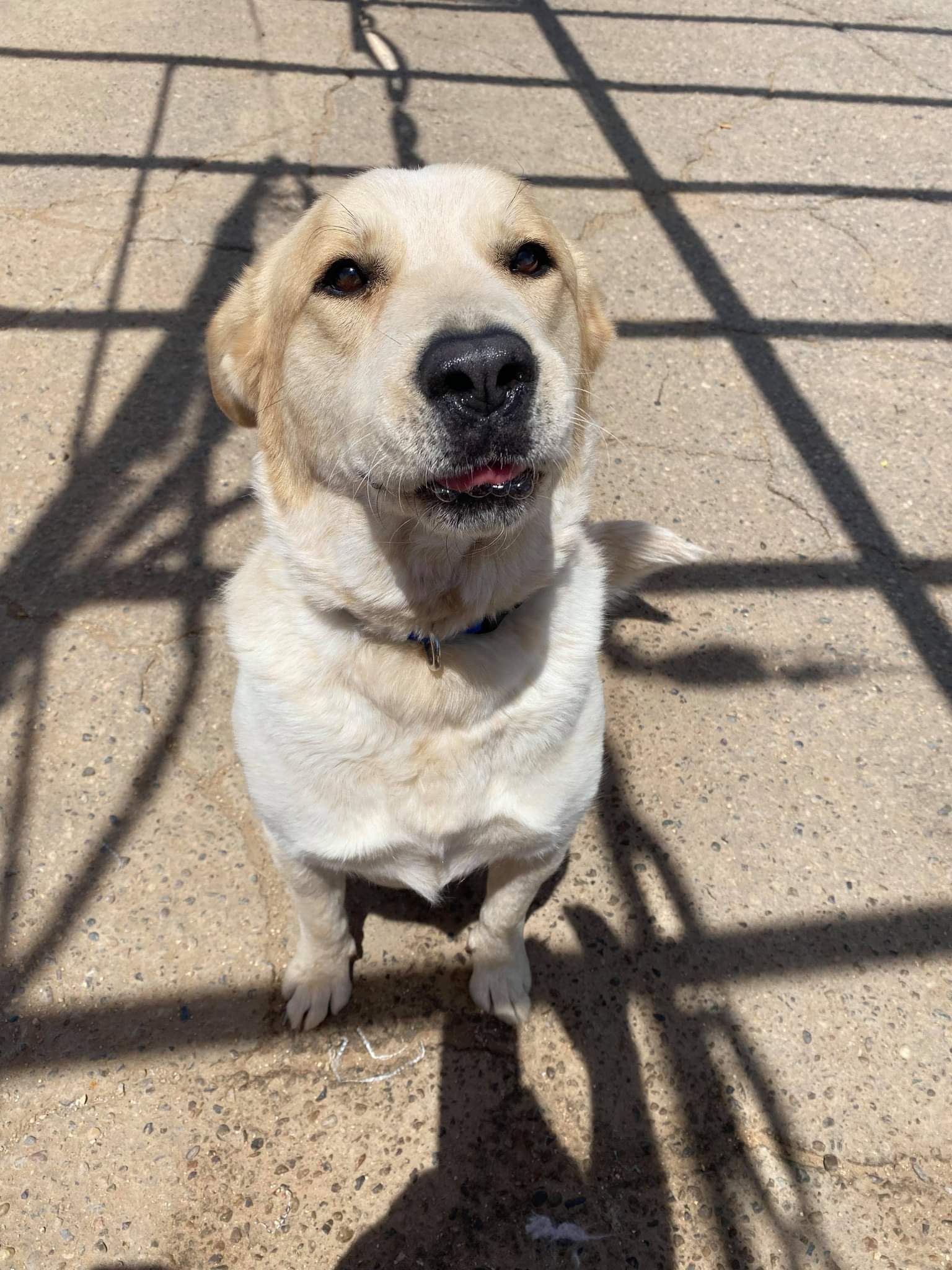 Buddy, an adoptable Great Pyrenees in Albuquerque, NM, 87105 | Photo Image 2