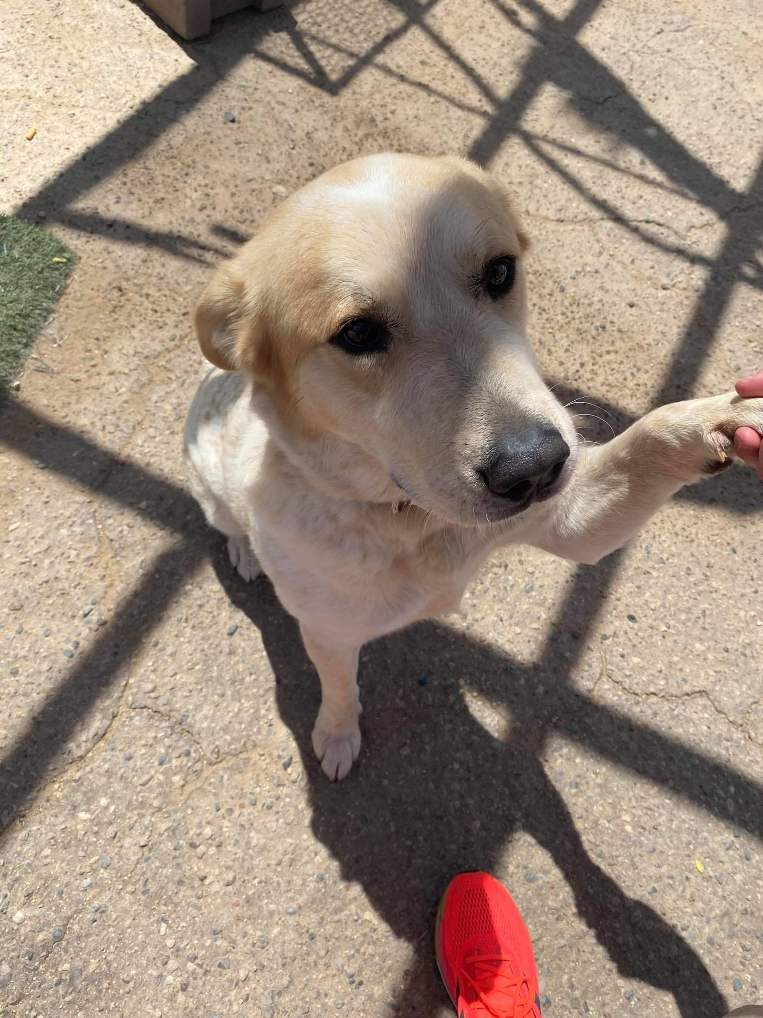 Buddy, an adoptable Great Pyrenees in Albuquerque, NM, 87105 | Photo Image 3