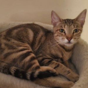 Maxi is a very sweet little girl who was a young mama At just 7 months old she had kittens