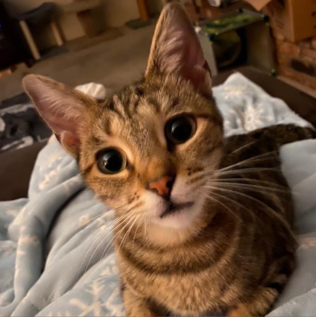 Maxi, an adoptable Domestic Short Hair in Los Angeles, CA, 90016 | Photo Image 2