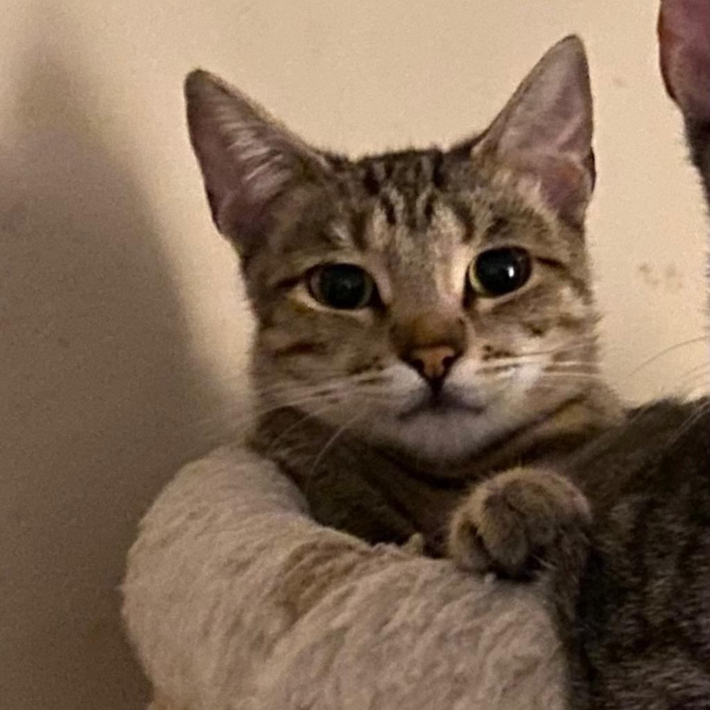 Maxi, an adoptable Domestic Short Hair in Los Angeles, CA, 90016 | Photo Image 3