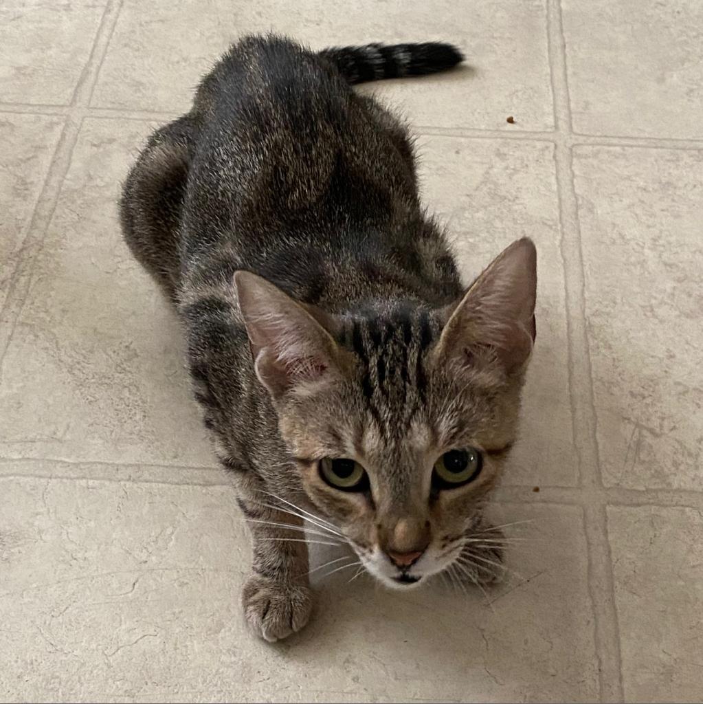 Maxi, an adoptable Domestic Short Hair in Los Angeles, CA, 90016 | Photo Image 4