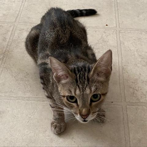 Maxi, an adoptable Domestic Short Hair in Los Angeles, CA, 90016 | Photo Image 5