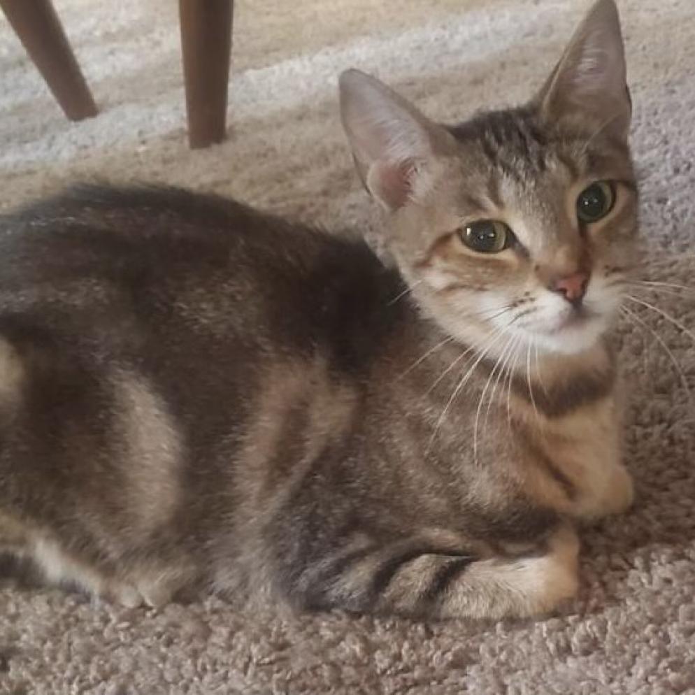 Maxi, an adoptable Domestic Short Hair in Los Angeles, CA, 90016 | Photo Image 5