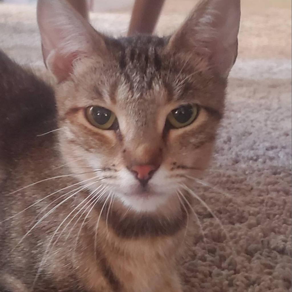 Maxi, an adoptable Domestic Short Hair in Los Angeles, CA, 90016 | Photo Image 6