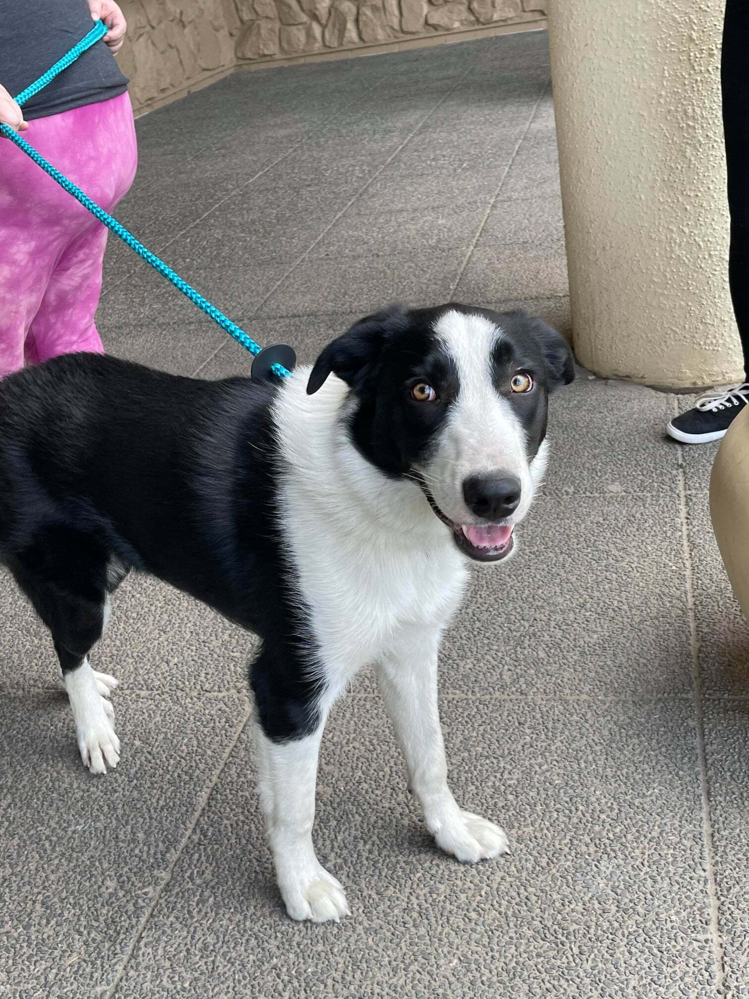 Edwinn-foster needed, an adoptable Border Collie in Kennewick, WA, 99336 | Photo Image 2