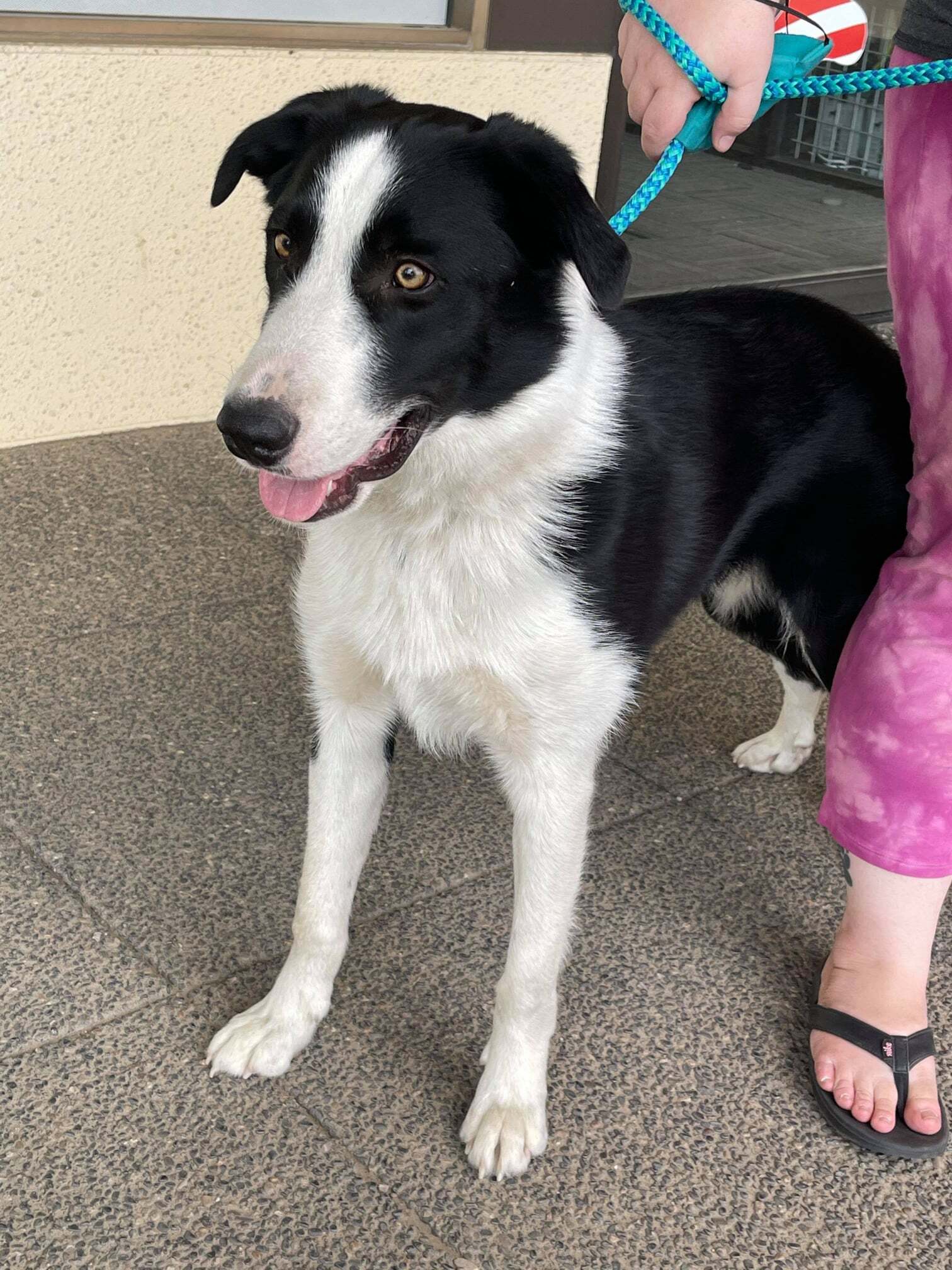 Edwinn-foster needed, an adoptable Border Collie in Kennewick, WA, 99336 | Photo Image 3