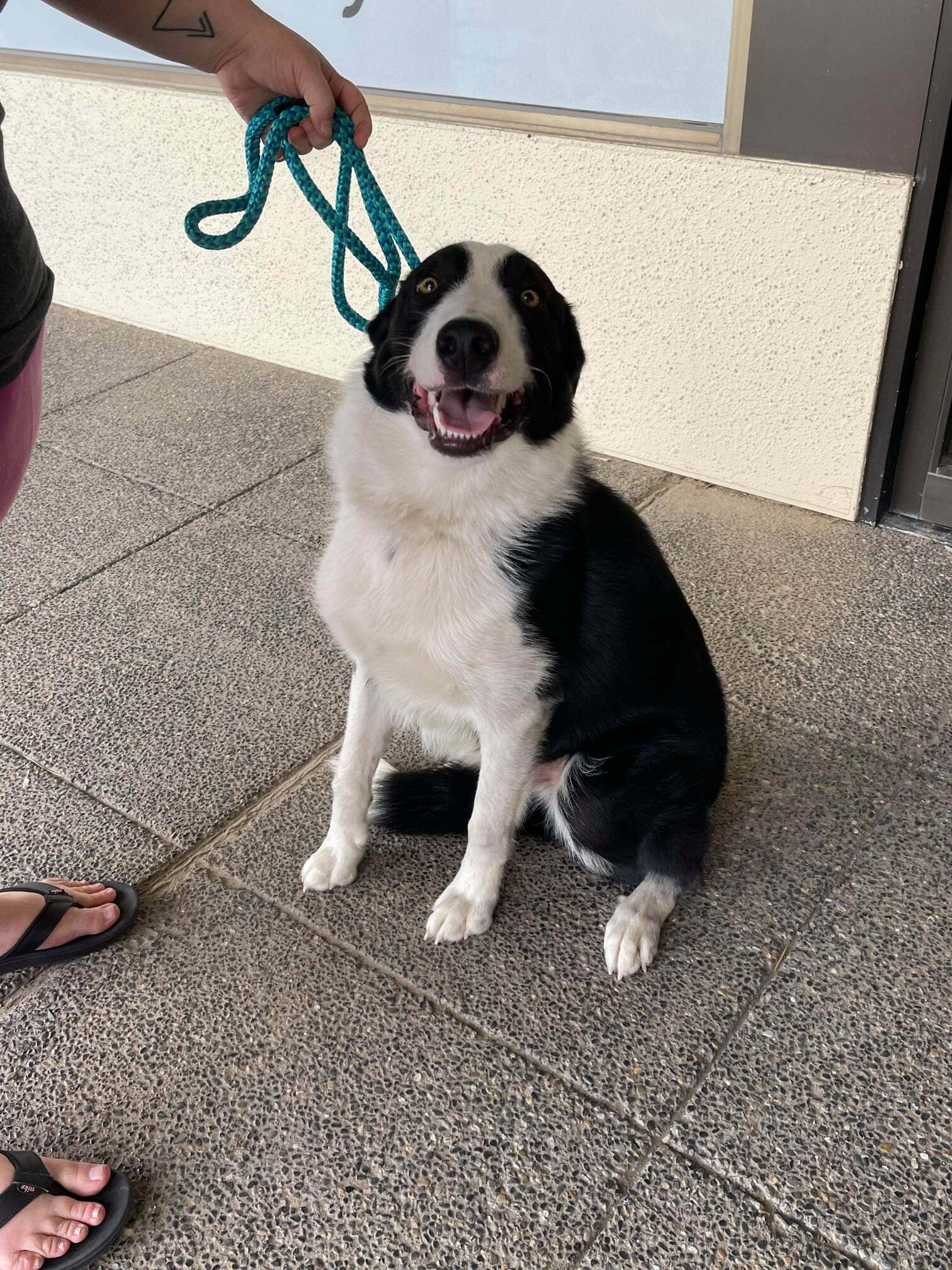 Edwinn-foster needed, an adoptable Border Collie in Kennewick, WA, 99336 | Photo Image 1