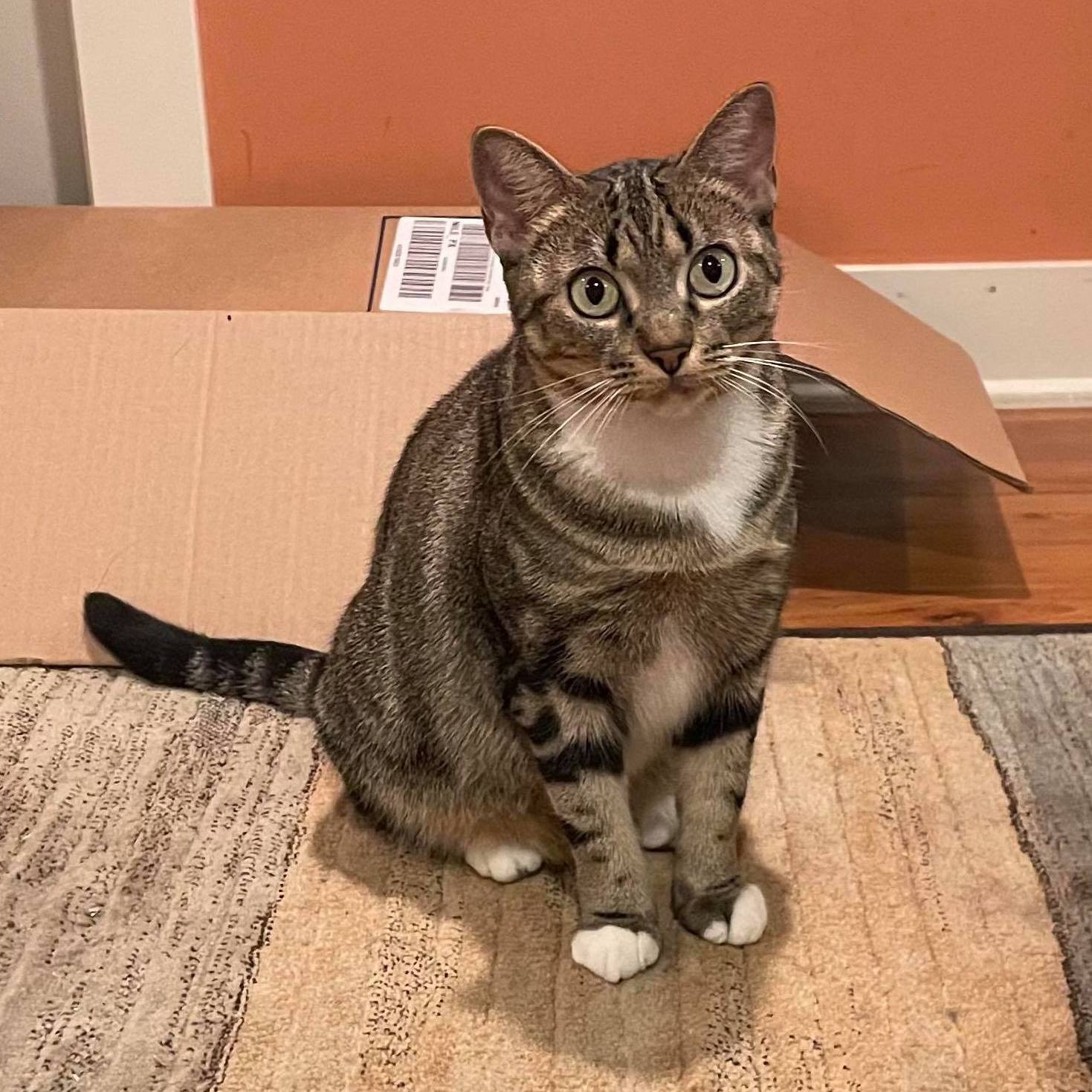Cherry, an adoptable Domestic Short Hair in Chicago, IL, 60631 | Photo Image 1