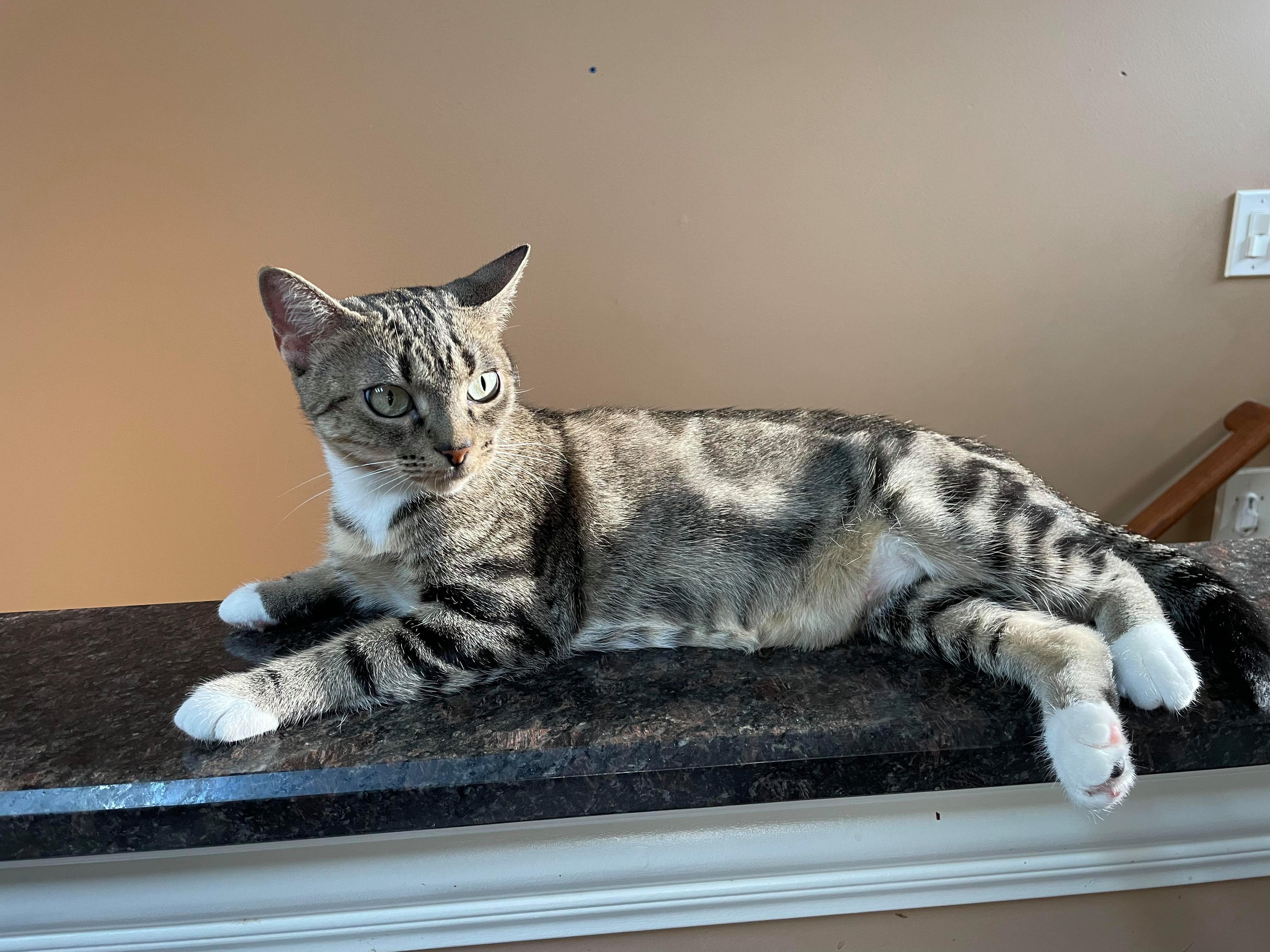 Cherry, an adoptable Domestic Short Hair in Chicago, IL, 60631 | Photo Image 2