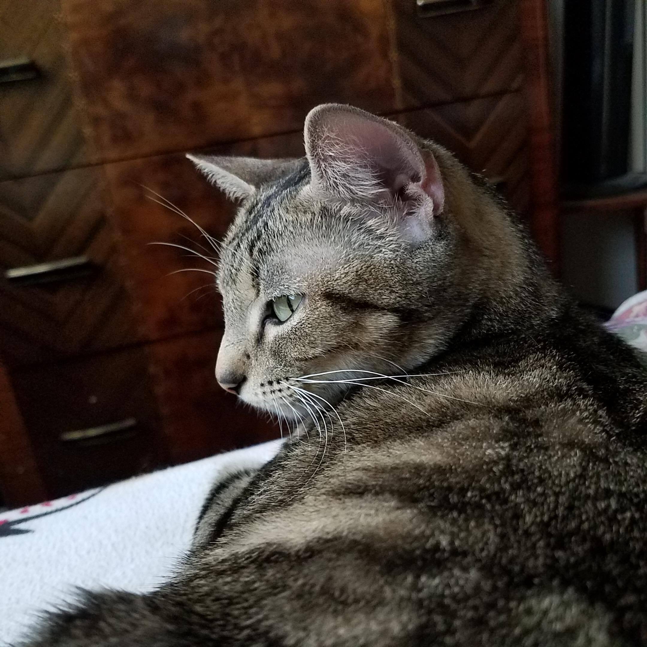 Cherry, an adoptable Domestic Short Hair in Chicago, IL, 60631 | Photo Image 3