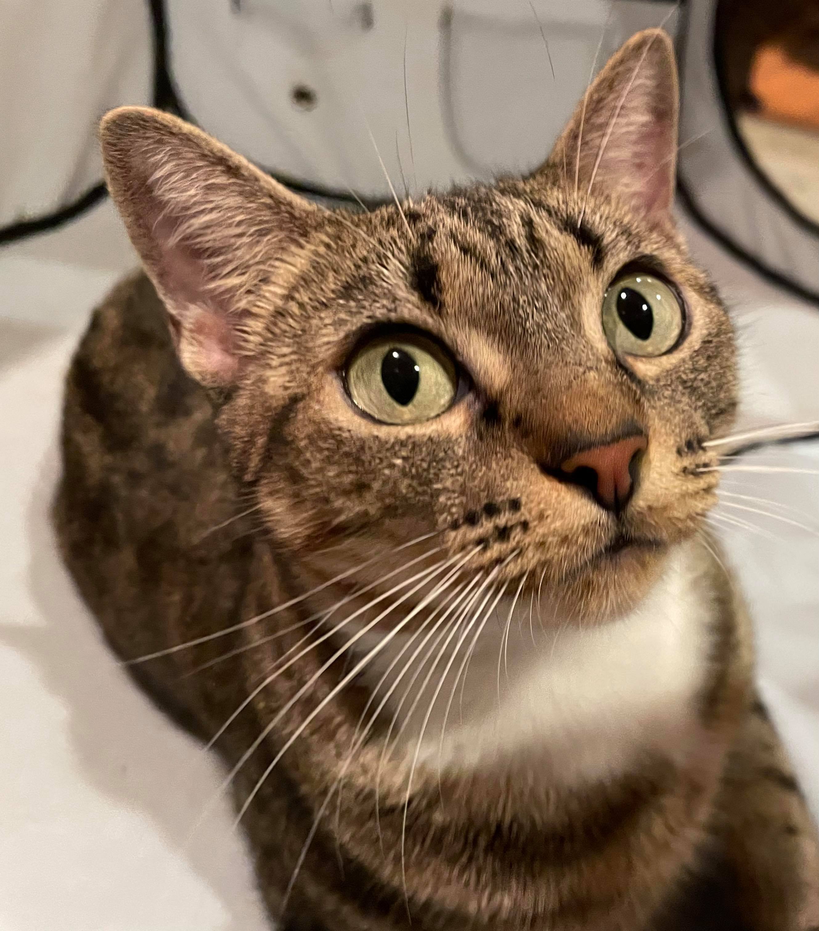 Cherry, an adoptable Domestic Short Hair in Chicago, IL, 60631 | Photo Image 4