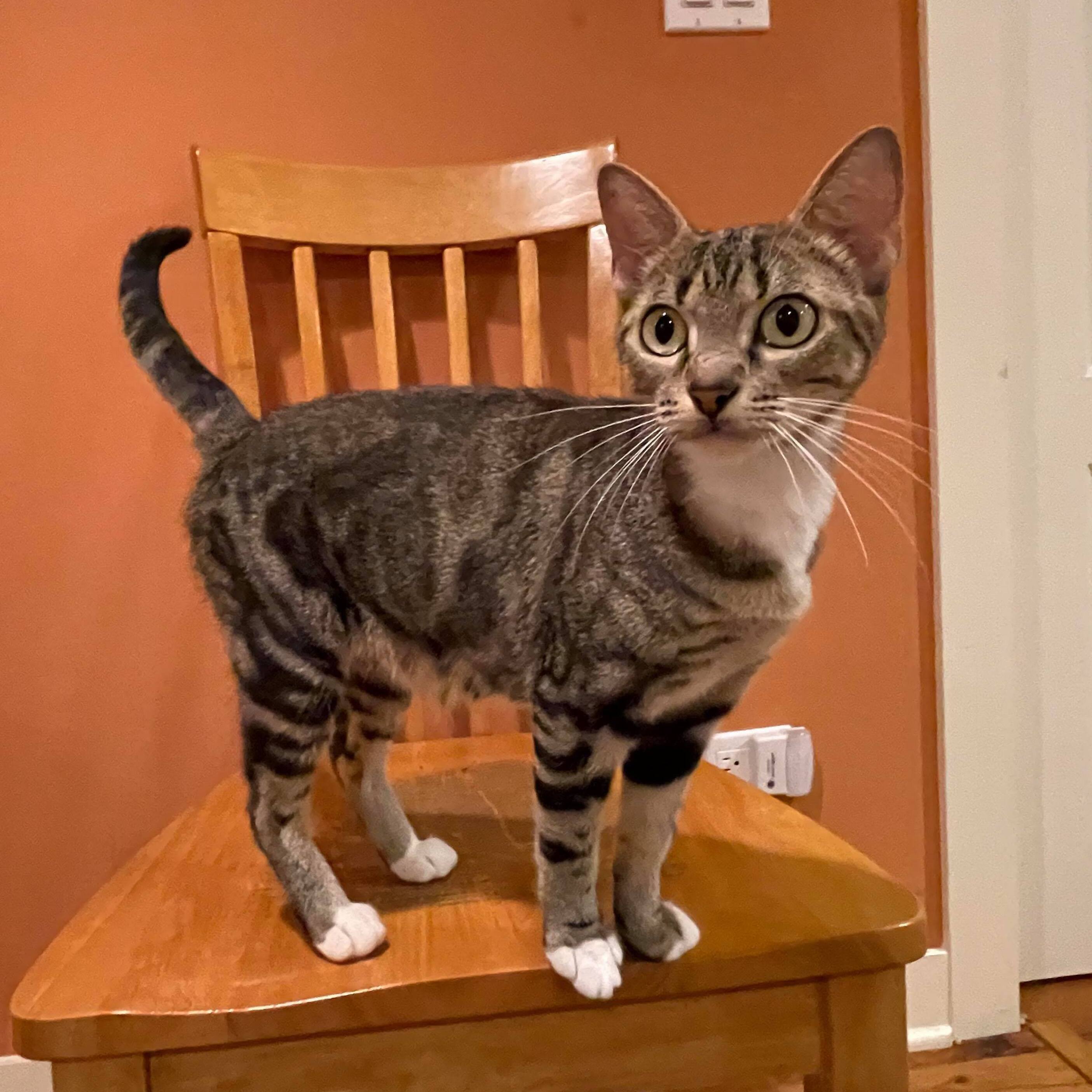 Cherry, an adoptable Domestic Short Hair in Chicago, IL, 60631 | Photo Image 5