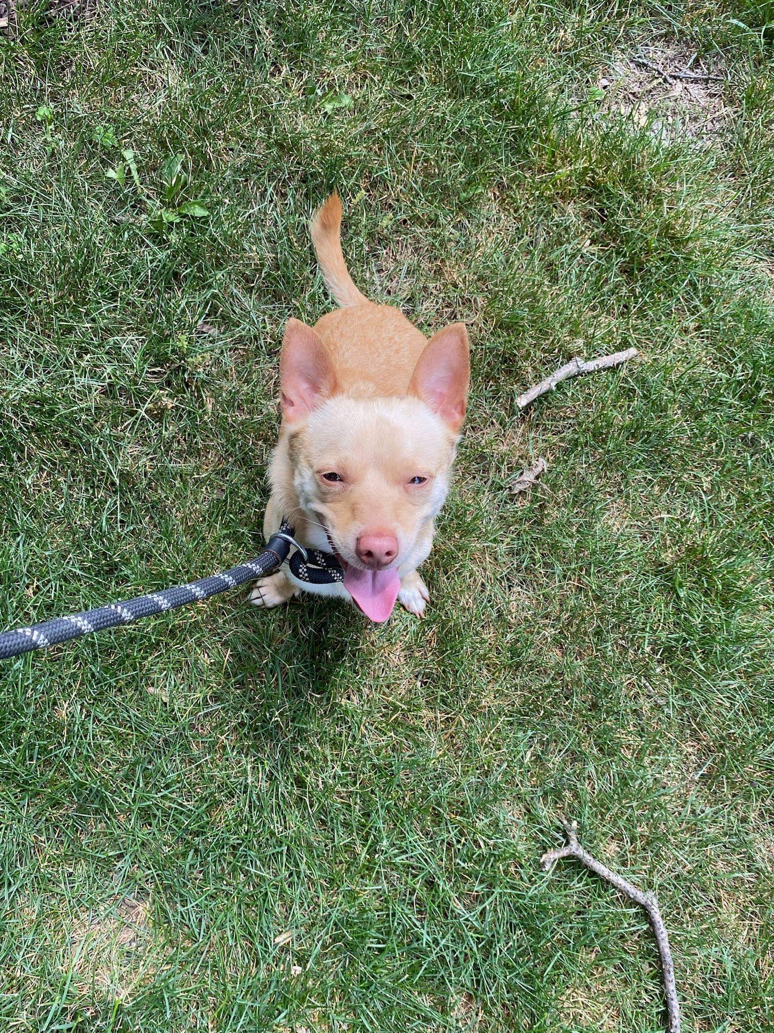 Chester, an adoptable Chihuahua in Myerstown, PA, 17067 | Photo Image 2