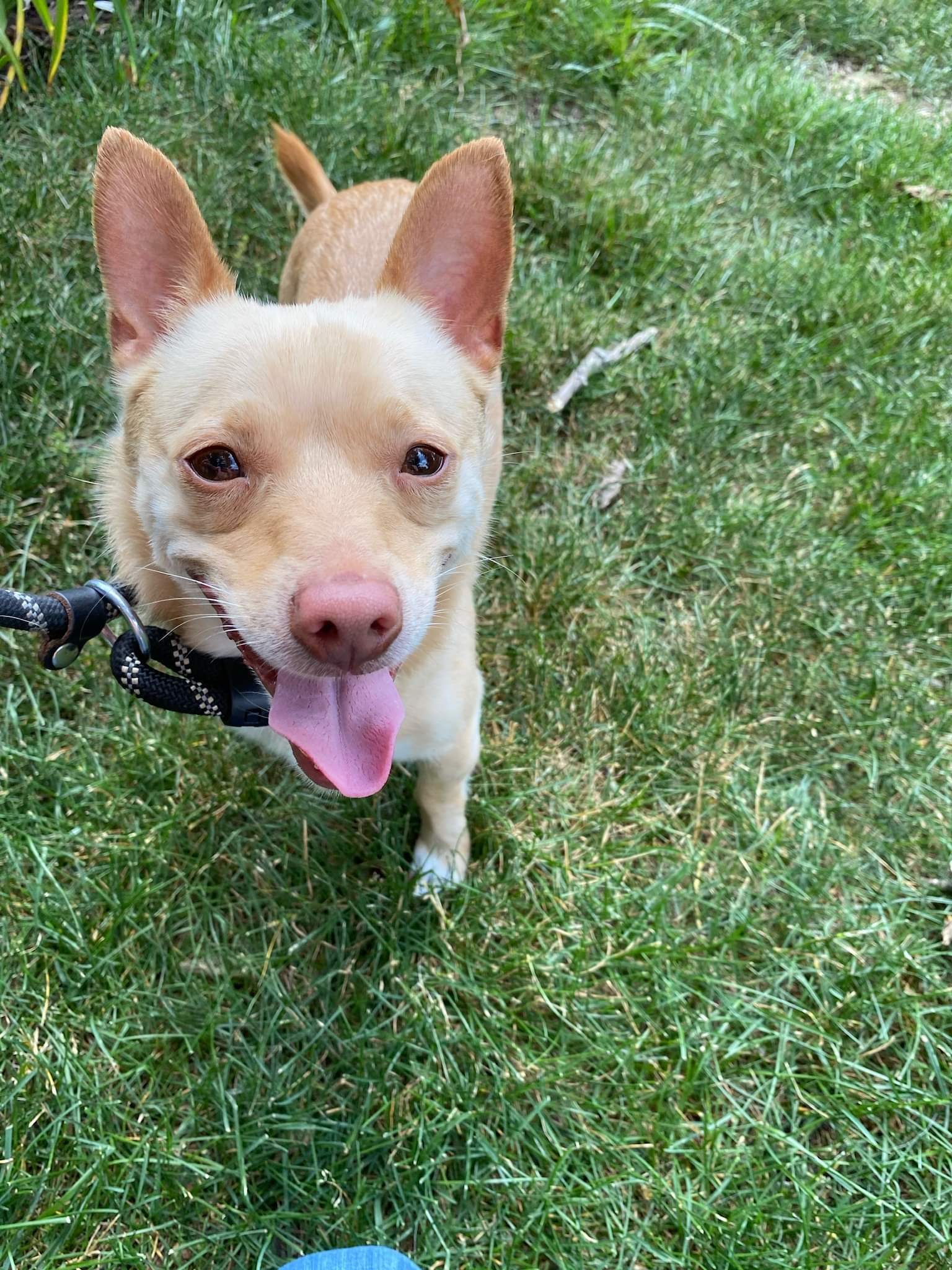 Chester, an adoptable Chihuahua in Myerstown, PA, 17067 | Photo Image 4