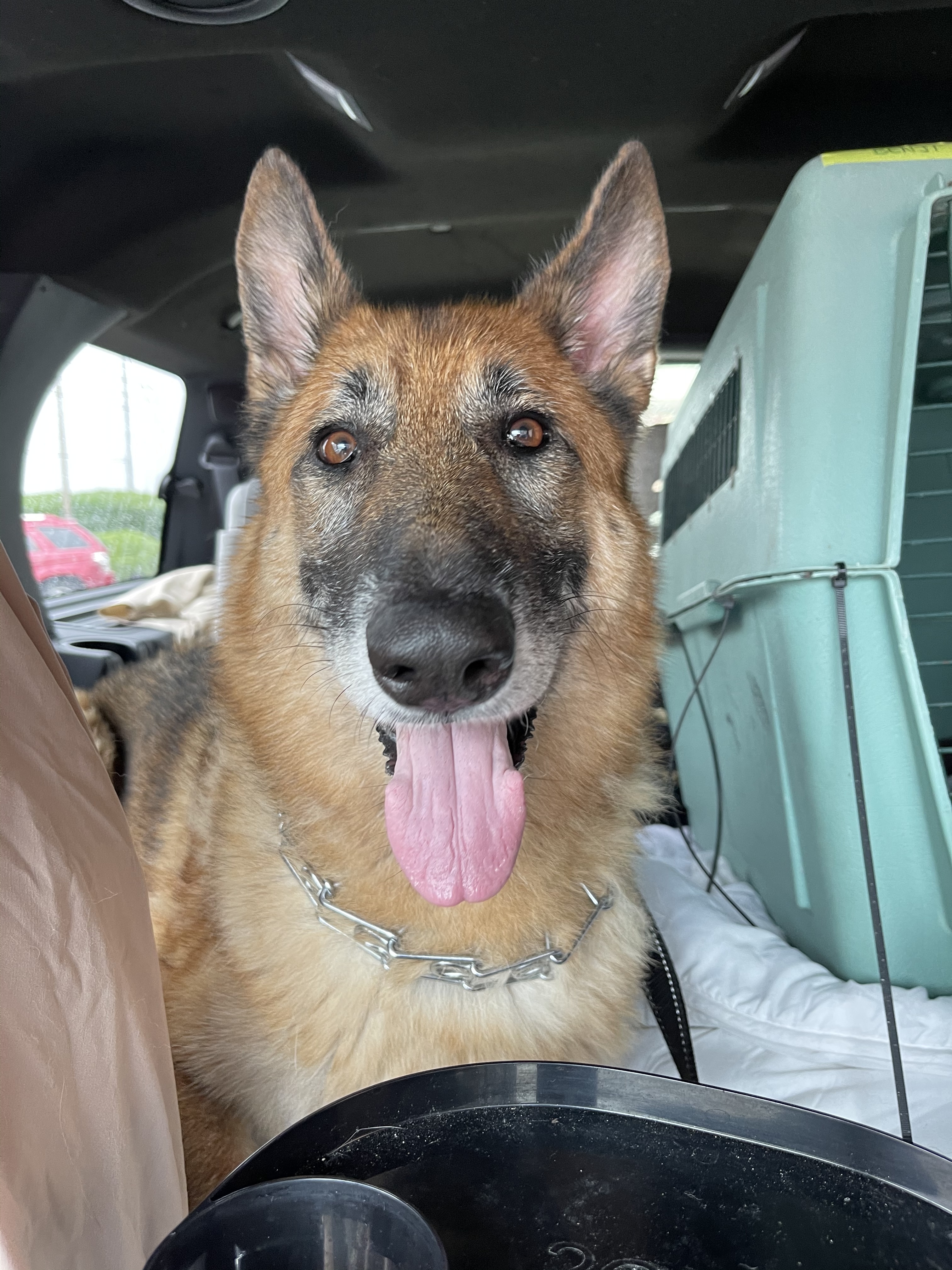 Stella, an adoptable German Shepherd Dog in Bourbonnais, IL, 60914 | Photo Image 2