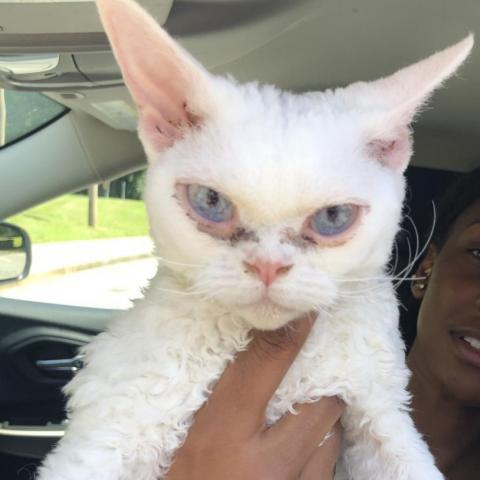 Salt, an adoptable Devon Rex in Winston-Salem, NC_image-1