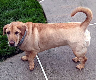 Shar pei basset hound sales puppies