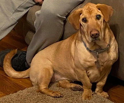 RUBY, an adoptable Basset Hound, Shar-Pei in Mays Landing, NJ, 08330 | Photo Image 1