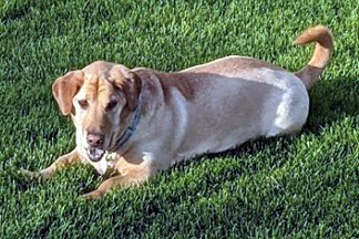 RUBY, an adoptable Basset Hound, Shar-Pei in Mays Landing, NJ, 08330 | Photo Image 3