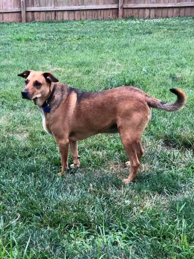 Dog for adoption - Reggie, a Shepherd Mix in Springfield, MO | Petfinder