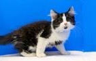 Gizmo, an adoptable Domestic Medium Hair in Powell, OH, 43065 | Photo Image 1