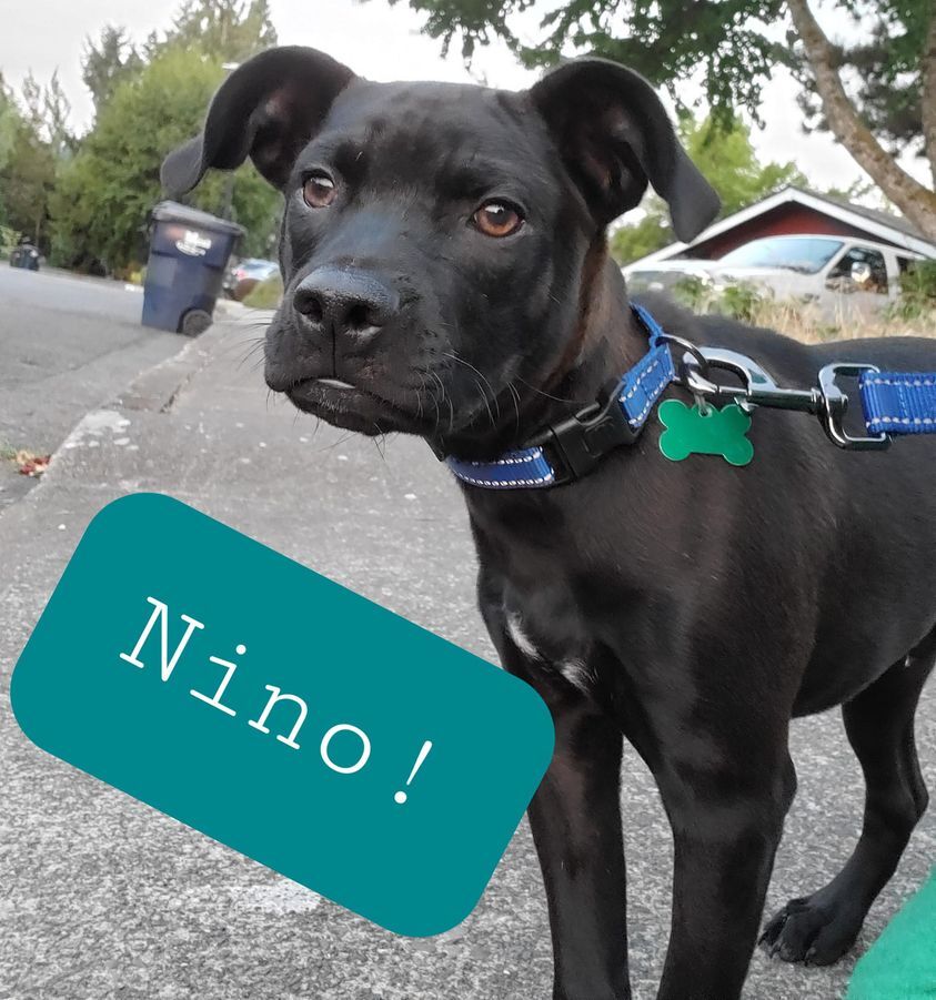 www.petfinder.com