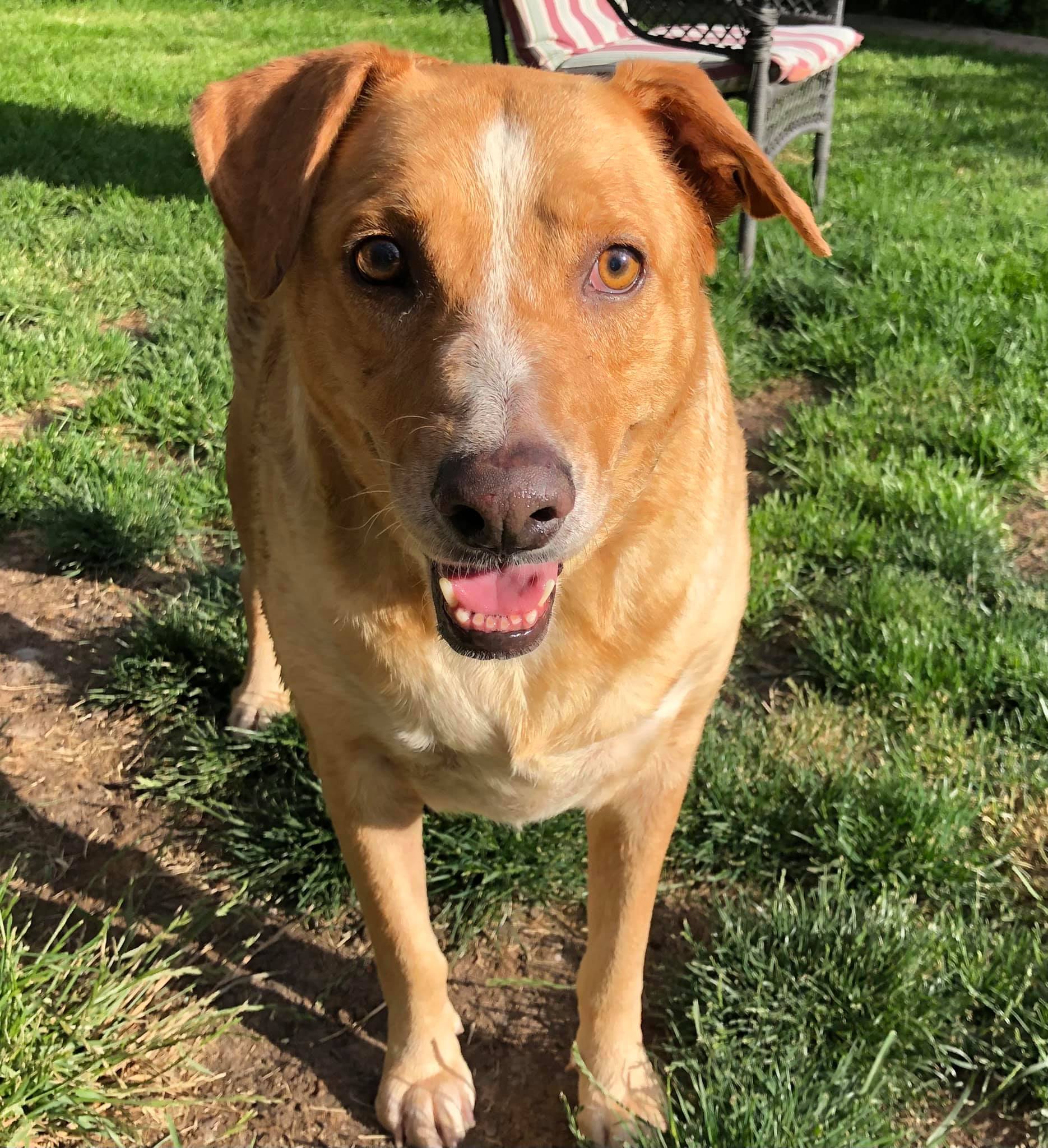 Jilly Bean, an adoptable Labrador Retriever, Australian Cattle Dog / Blue Heeler in Star, ID, 83669 | Photo Image 1