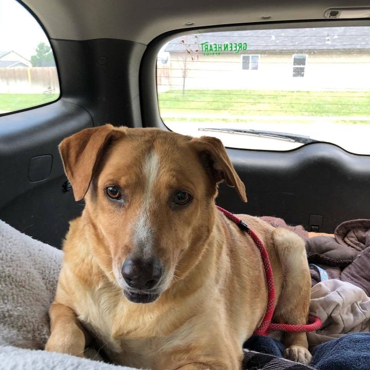 red heeler chocolate lab mix