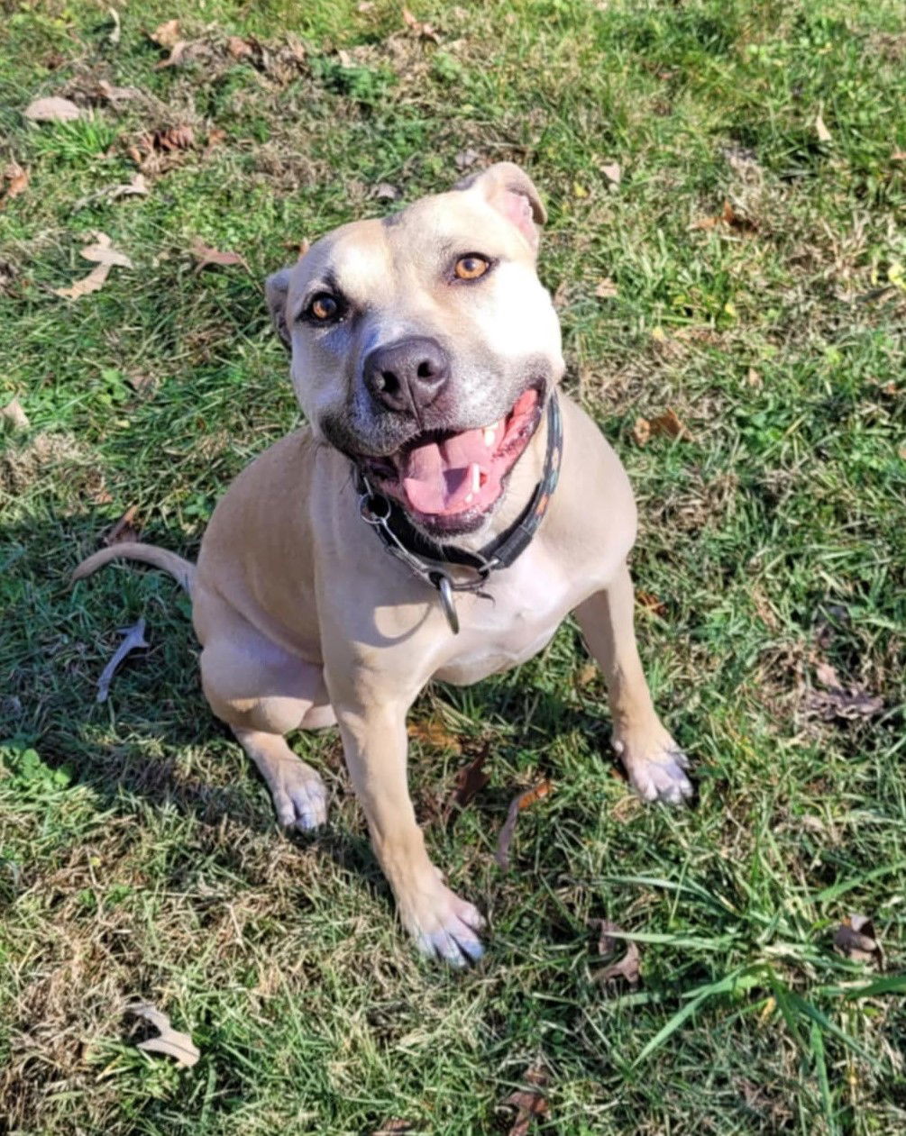 Bonnie, an adoptable Pit Bull Terrier in Spotsylvania, VA, 22553 | Photo Image 1