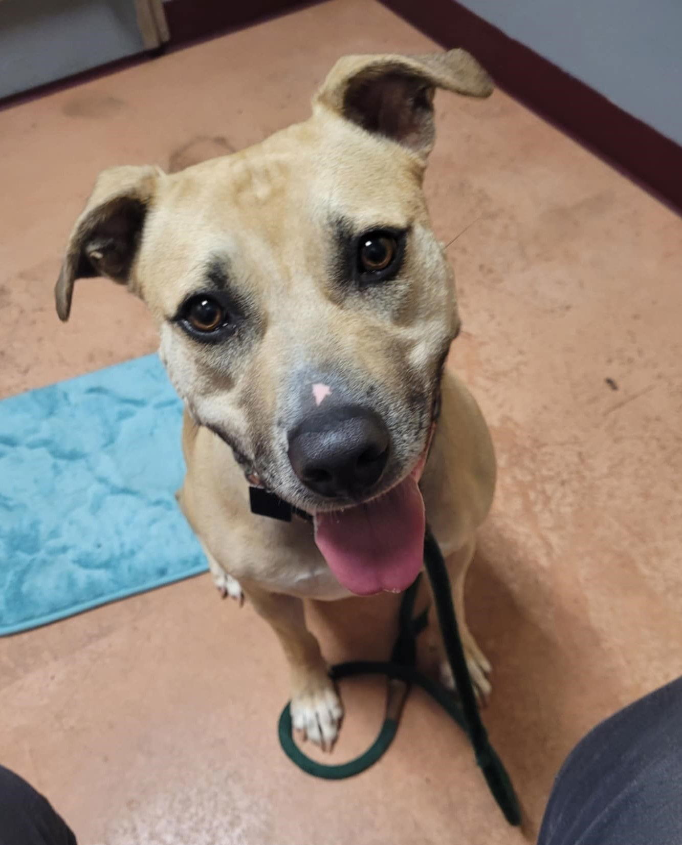 Bonnie, an adoptable Pit Bull Terrier in Spotsylvania, VA, 22553 | Photo Image 1