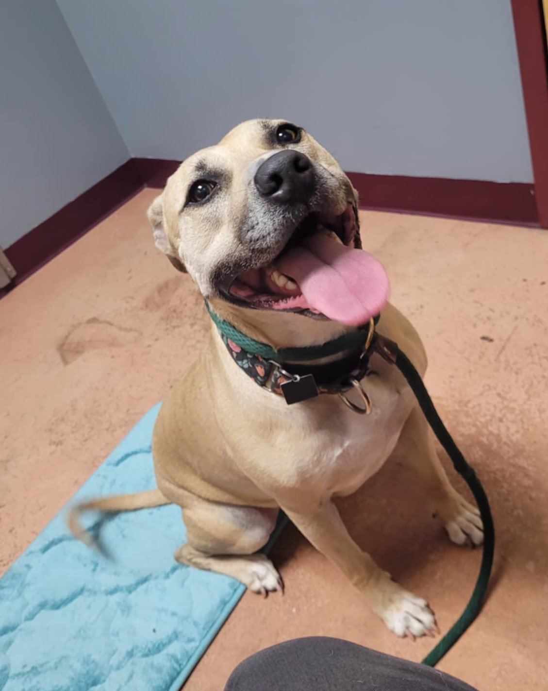 Bonnie, an adoptable Pit Bull Terrier in Spotsylvania, VA, 22553 | Photo Image 2