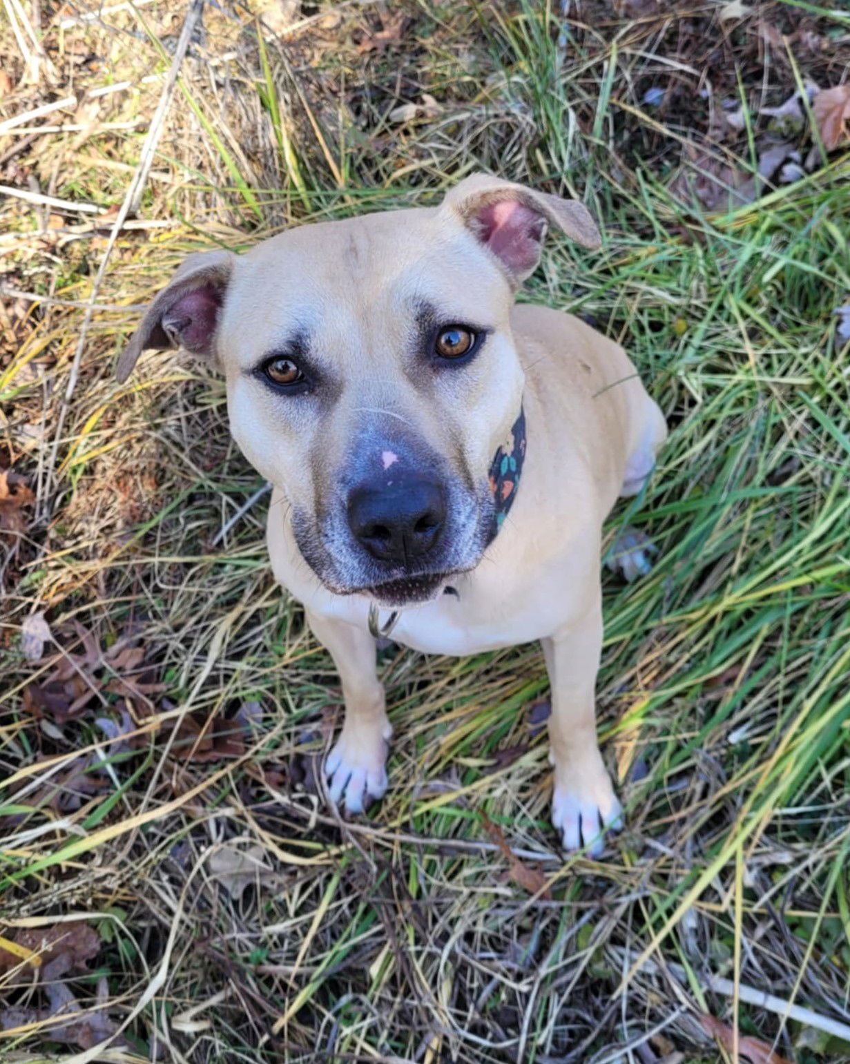 Bonnie, an adoptable Pit Bull Terrier in Spotsylvania, VA, 22553 | Photo Image 2