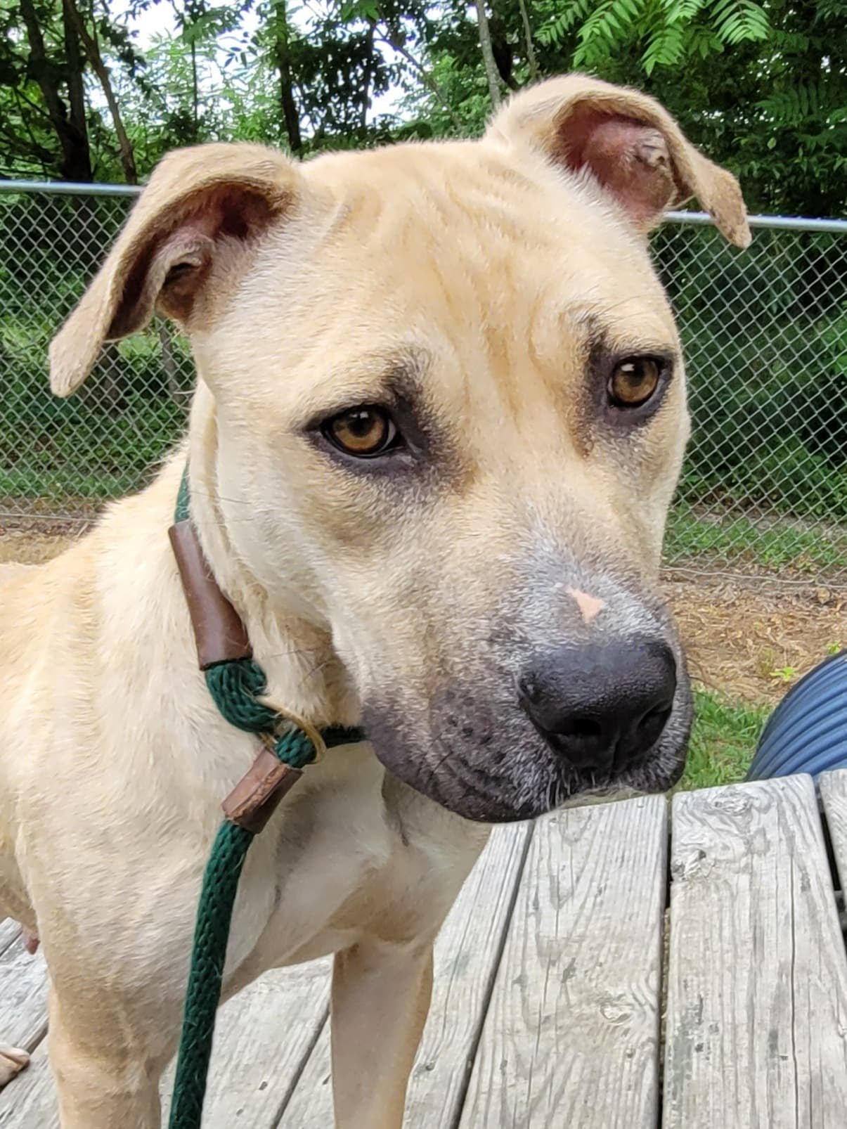 Bonnie, an adoptable Pit Bull Terrier in Spotsylvania, VA, 22553 | Photo Image 3