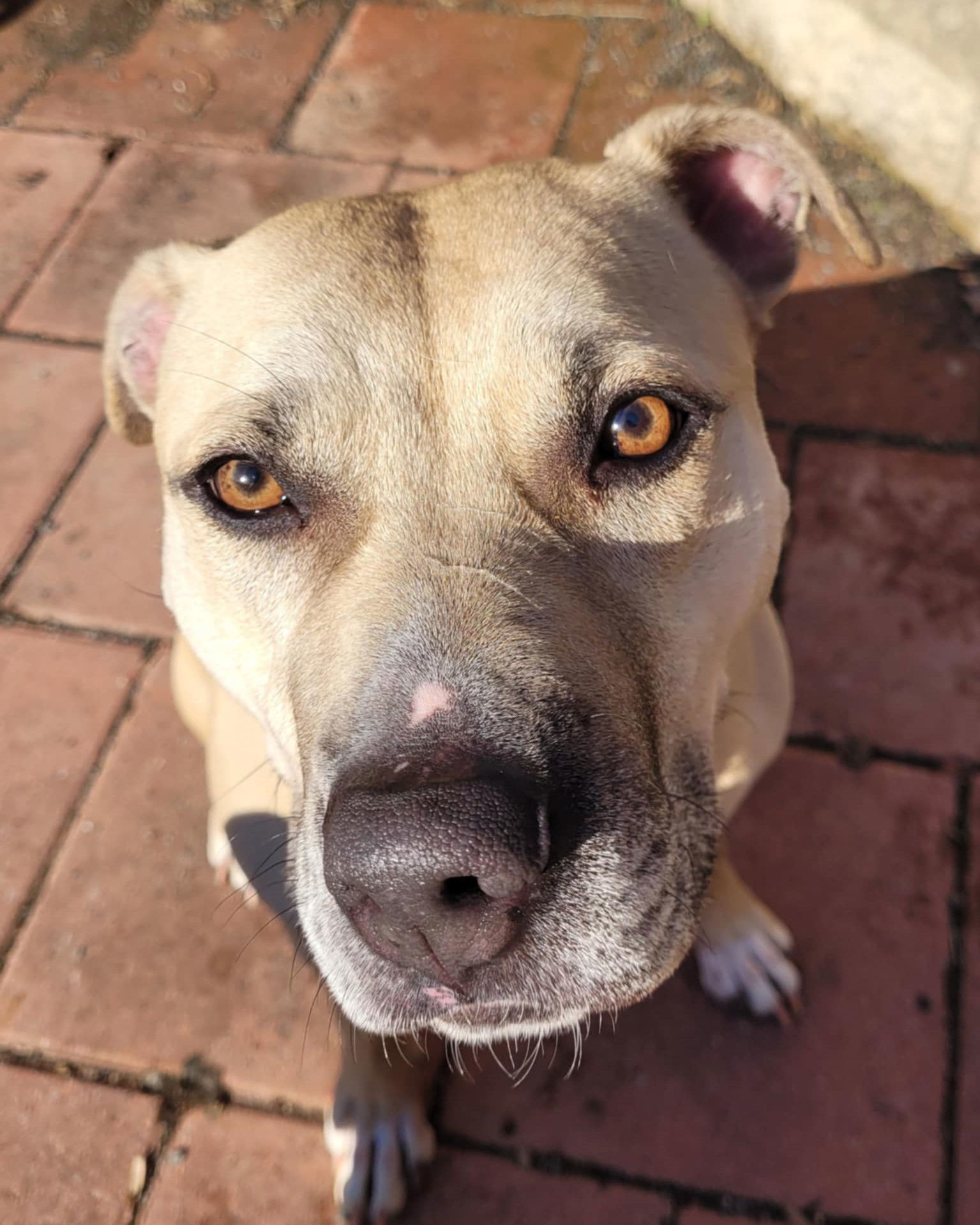 Bonnie, an adoptable Pit Bull Terrier in Spotsylvania, VA, 22553 | Photo Image 3