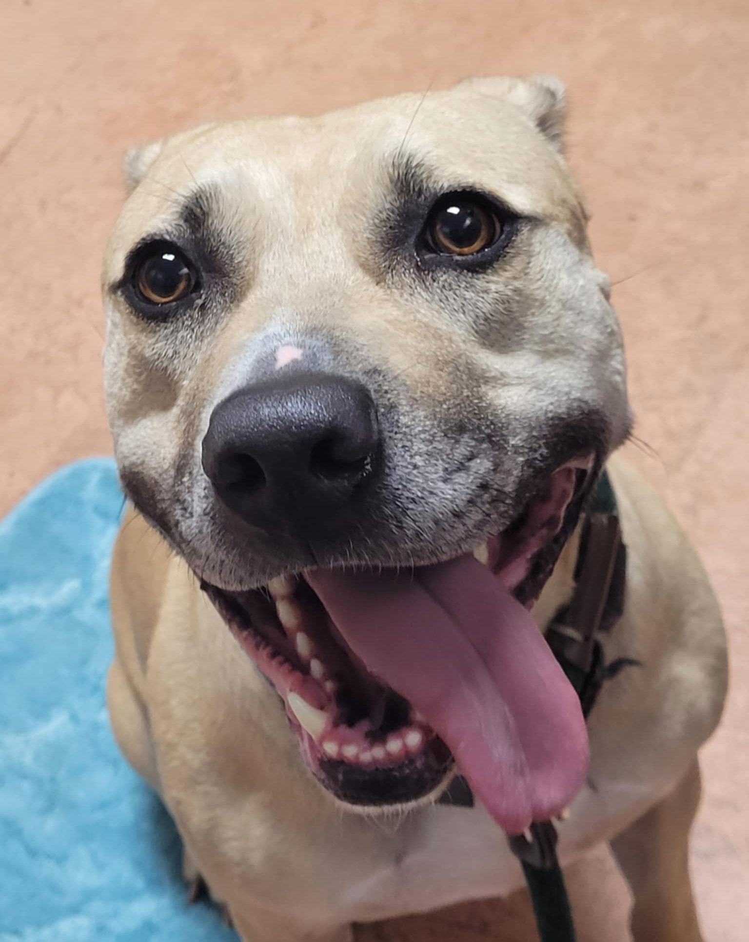 Bonnie, an adoptable Pit Bull Terrier in Spotsylvania, VA, 22553 | Photo Image 3