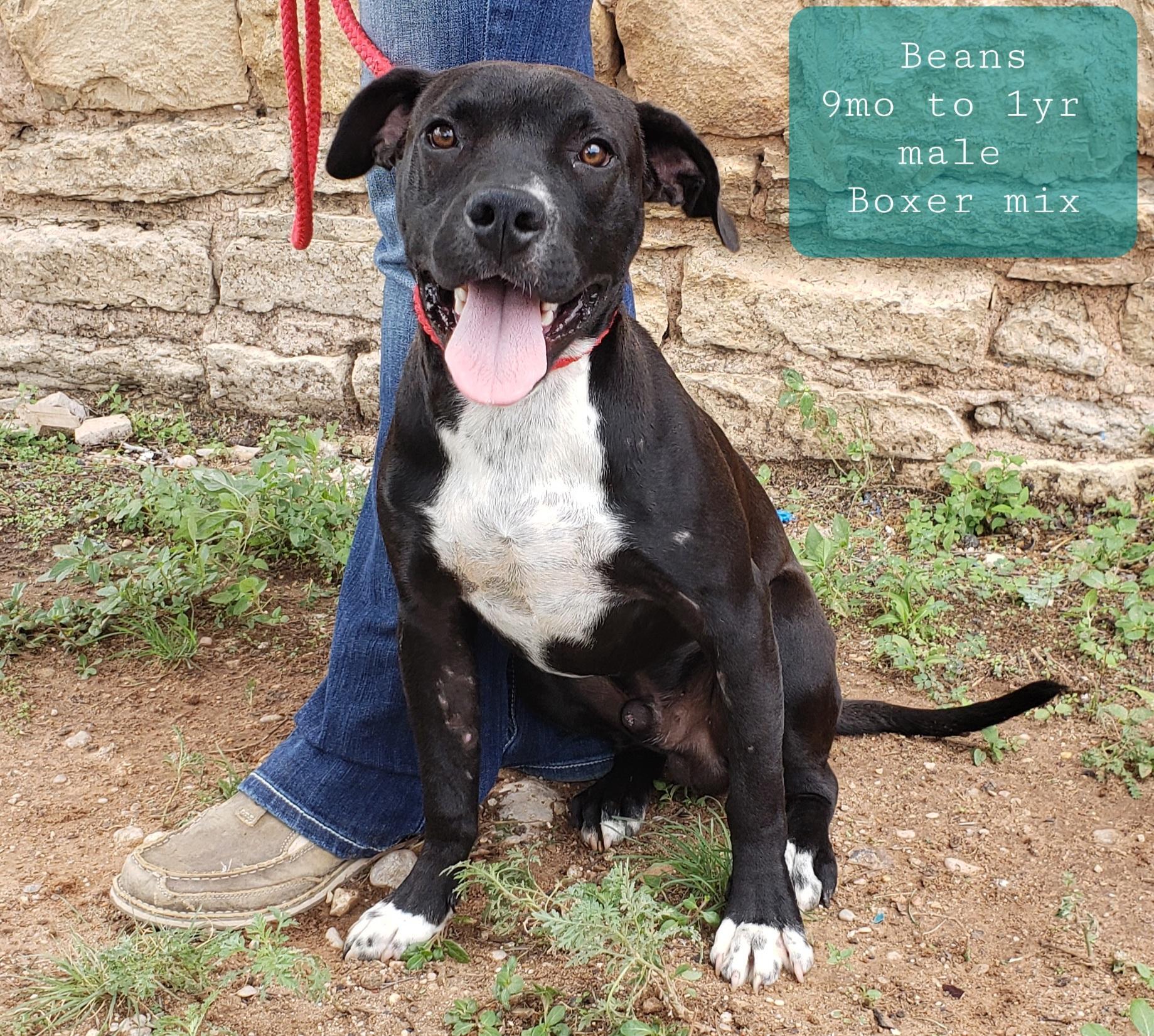 Beans, an adoptable Mixed Breed in Ballinger, TX, 76821 | Photo Image 1