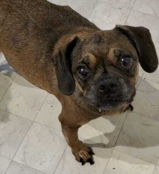 Lole, an adoptable Pug, Beagle in Fort Myers, FL, 33908 | Photo Image 2