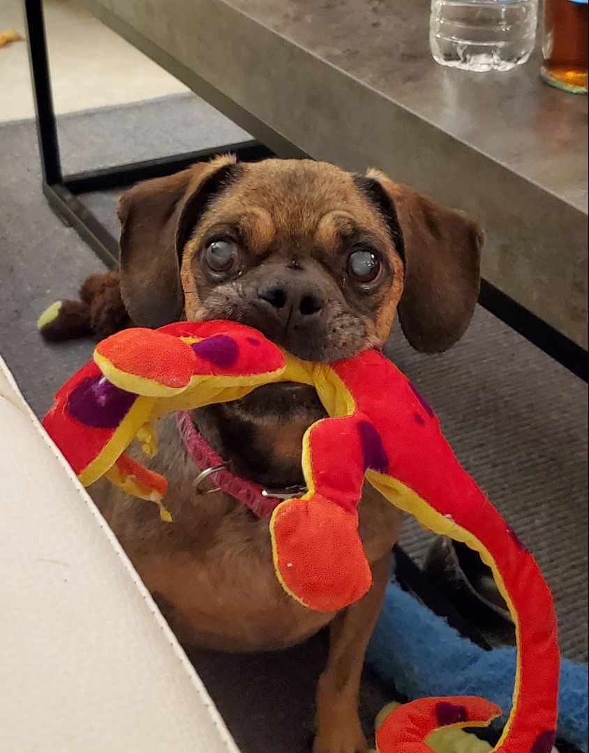 Lole, an adoptable Pug, Beagle in Fort Myers, FL, 33908 | Photo Image 1