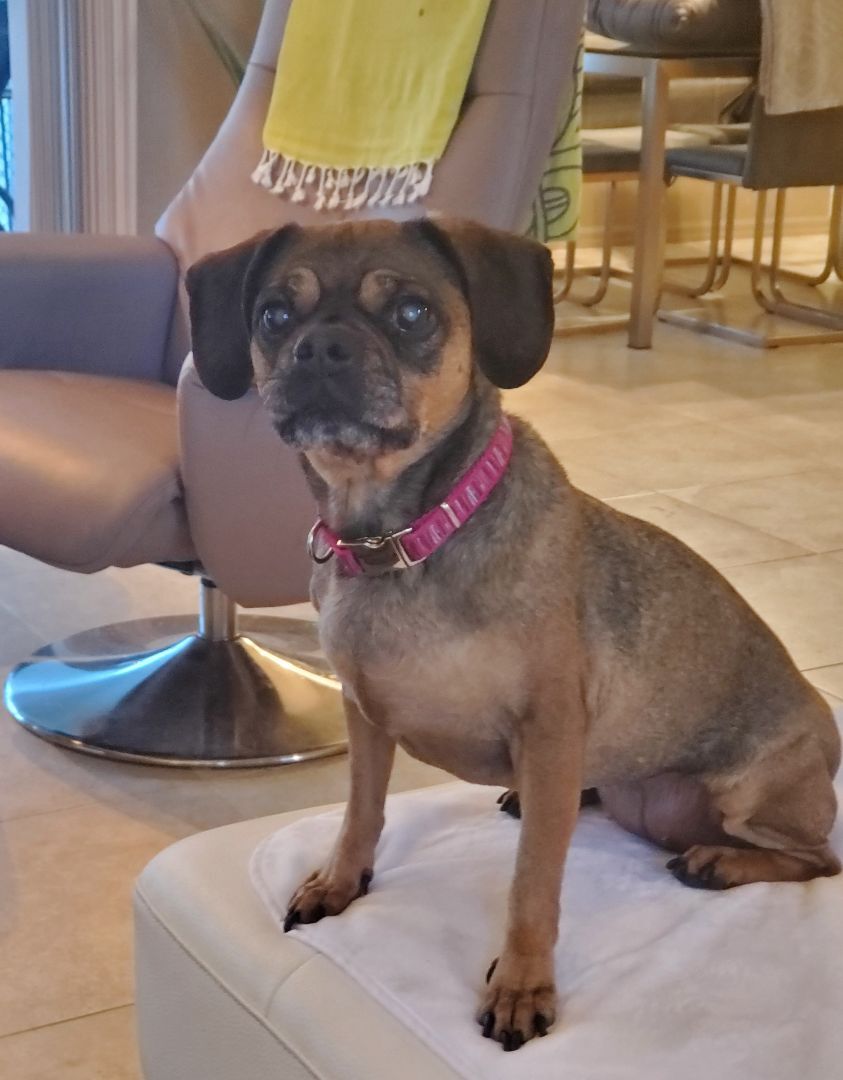 Lole, an adoptable Pug, Beagle in Fort Myers, FL, 33908 | Photo Image 3