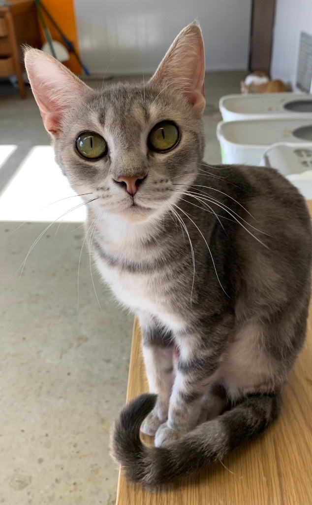 Popcorn, an adoptable Domestic Short Hair in Portland, IN, 47371 | Photo Image 1