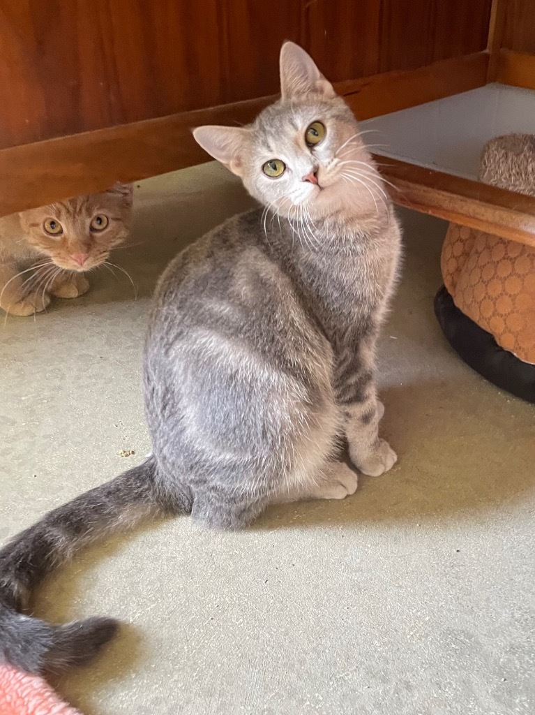 Popcorn, an adoptable Domestic Short Hair in Portland, IN, 47371 | Photo Image 2