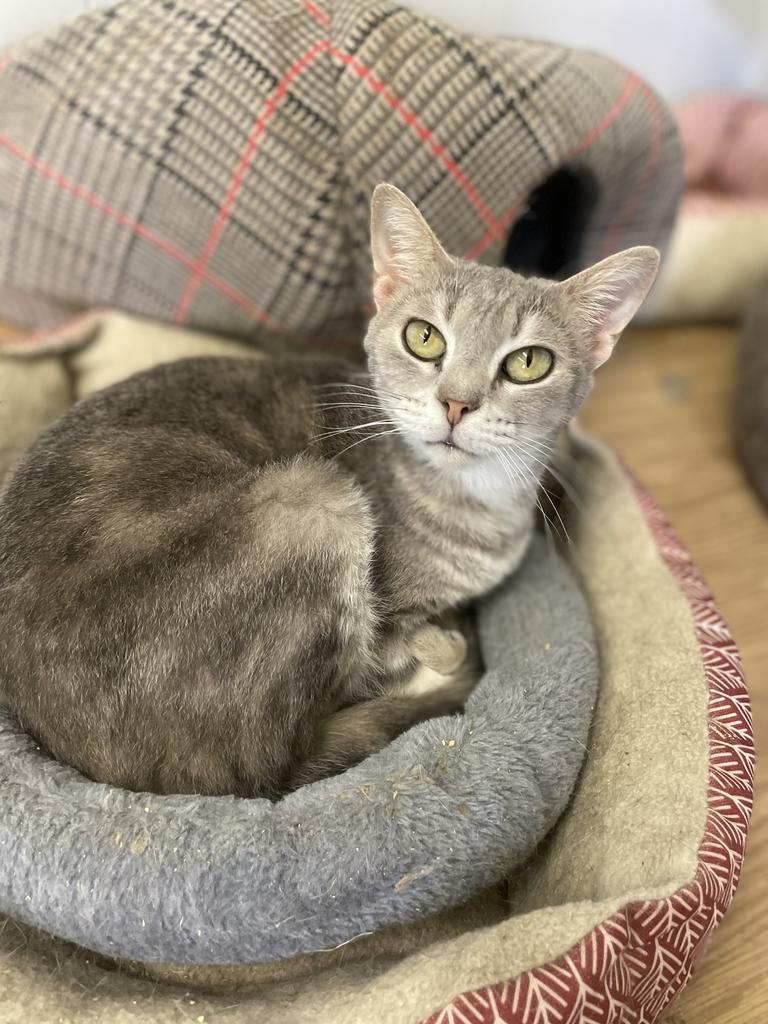 Popcorn, an adoptable Domestic Short Hair in Portland, IN, 47371 | Photo Image 2